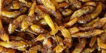 Uganda Airlines: We are Considering Adding ‘Nsenene’ to our Menu