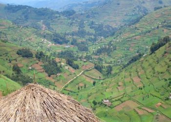 Outrage in Kabale as Rwandans grab Ugandan Land, Plant Trees