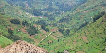 Outrage in Kabale as Rwandans grab Ugandan Land, Plant Trees