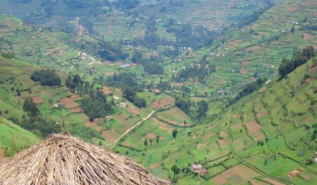 Outrage in Kabale as Rwandans grab Ugandan Land, Plant Trees