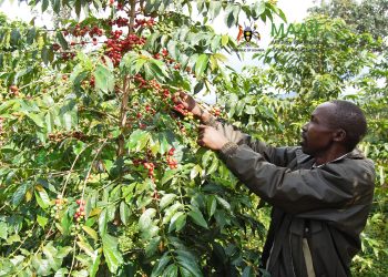 Selling Immature Coffee Compromises quality, Farmers Warned