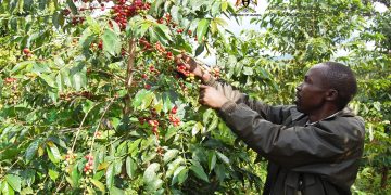 Selling Immature Coffee Compromises quality, Farmers Warned