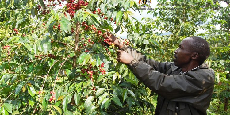 Selling Immature Coffee Compromises quality, Farmers Warned