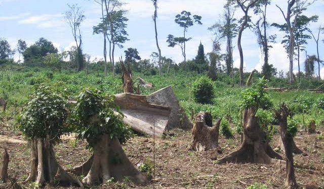 Why Subsistence Farming is a Big Threat to Biodiversity