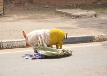 Protesters Drop Yellow Pig At Parliament