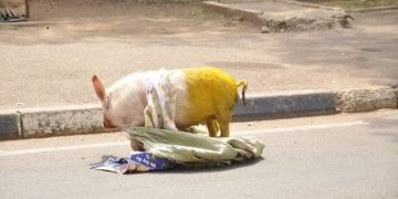 Protesters Drop Yellow Pig At Parliament