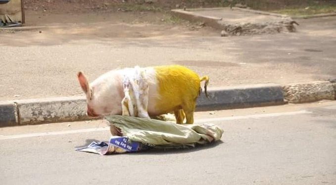 Protesters Drop Yellow Pig At Parliament