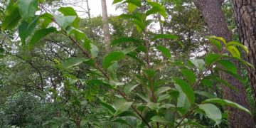 Uganda’s Covid-19 ‘Magical Herb’ Warbugia Must Be Protected And Preserved