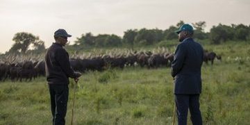 President Kagame Gifts Gen Muhoozi Inyambo Cows