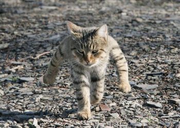 International Cat Federation bans Russian Cats from Competitions
