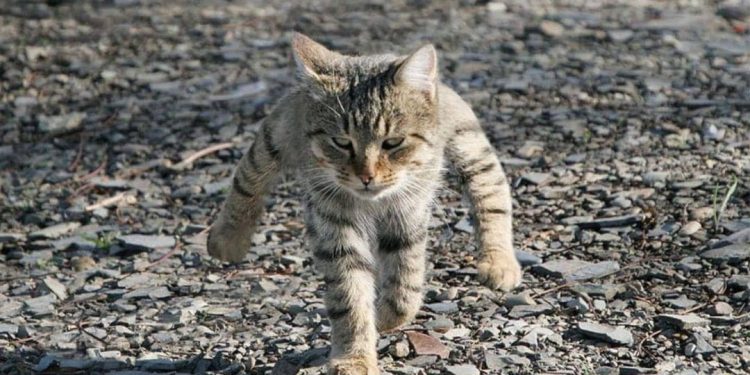 International Cat Federation bans Russian Cats from Competitions