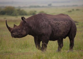 Yemen National Arrested with Rhino Horns at Entebbe Airport