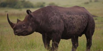 Yemen National Arrested with Rhino Horns at Entebbe Airport