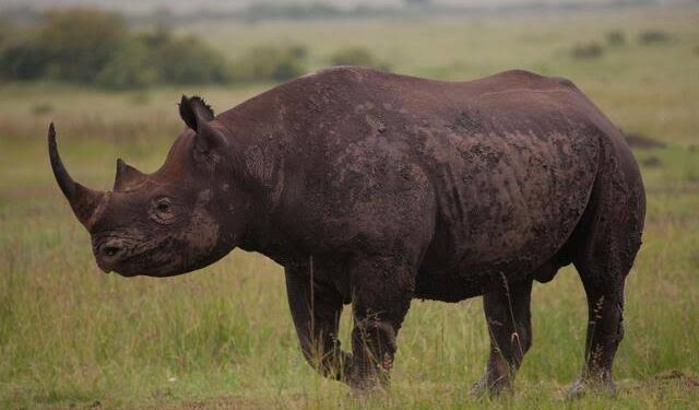 Yemen National Arrested with Rhino Horns at Entebbe Airport
