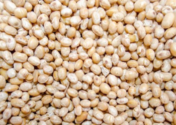 Makerere, MAAIF & EAGC Train Fumigators to Promote Safe Grain on Market