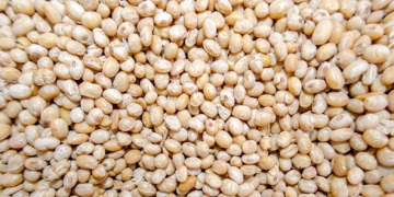 Makerere, MAAIF & EAGC Train Fumigators to Promote Safe Grain on Market