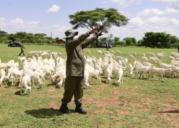 Museveni Unveils Resettlement Package for Youth Who Abandon Cattle Rustling