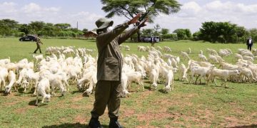 Museveni Unveils Resettlement Package for Youth Who Abandon Cattle Rustling