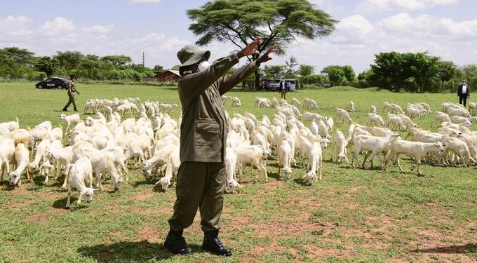 Museveni Unveils Resettlement Package for Youth Who Abandon Cattle Rustling