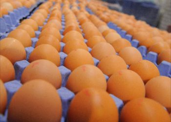 Kenya Reintroduces Levy on Eggs Imported from Uganda