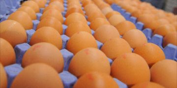 Kenya Reintroduces Levy on Eggs Imported from Uganda