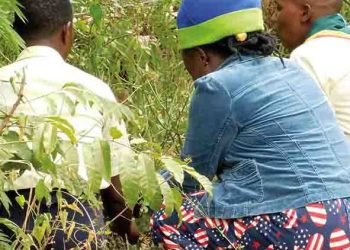 Iganga Man Sells Waragi and Petrol to Women as ‘Labia Pulling Oil’