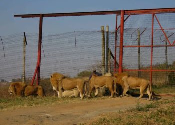 Trophy Hunting puts Tourism Industry in Peril, Study Reveals