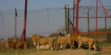 Trophy Hunting puts Tourism Industry in Peril, Study Reveals