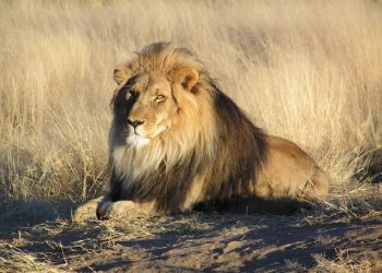 World Animal Protection Calls for Lion Protection as Numbers Dwindle