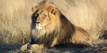 World Animal Protection Calls for Lion Protection as Numbers Dwindle