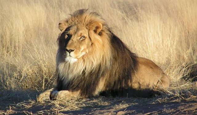 World Animal Protection Calls for Lion Protection as Numbers Dwindle