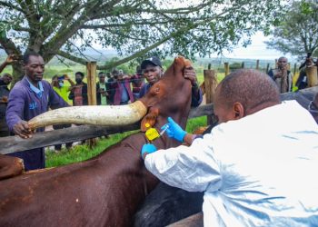 Minister Tumwebaze Unveils Anti-tick Vaccine to Farmers in Mbarara