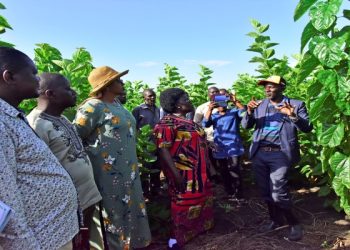 Uganda eyes Lucrative World Silk Market as Global Supply Drops