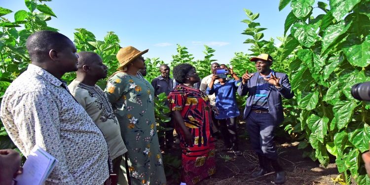 Uganda eyes Lucrative World Silk Market as Global Supply Drops