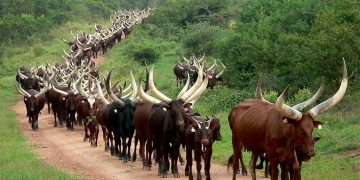 Ankole Long-Horned Cattle, Mountain Gorillas Wow Kenya Coastal Tour Operators