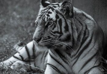 Entebbe Zoo Names White Male Tiger ‘Yura’