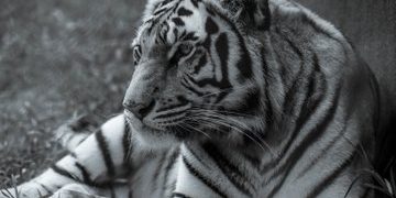 Entebbe Zoo Names White Male Tiger ‘Yura’