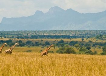 UWA Heightens Security in Protected Areas after Death of Ranger in Kidepo