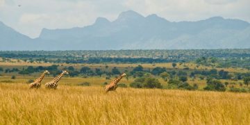 UWA Heightens Security in Protected Areas after Death of Ranger in Kidepo