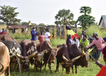 Households Affected by Nodding Syndrome Receive 208 Oxen