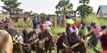 Households Affected by Nodding Syndrome Receive 208 Oxen