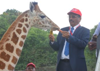 Entebbe Zoo: DTB Names Baby Giraffe ‘Diamond’ in Shs30m Deal