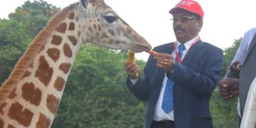 Entebbe Zoo: DTB Names Baby Giraffe ‘Diamond’ in Shs30m Deal