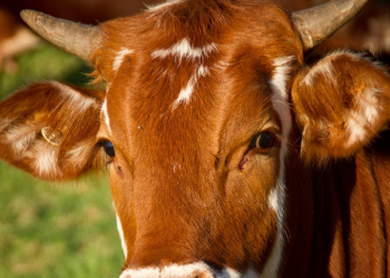 Uganda to Start Manufacturing Anti-Tick Vaccines