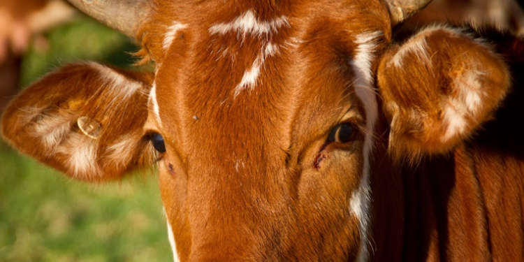 Uganda to Start Manufacturing Anti-Tick Vaccines