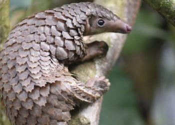 Activists Call for Protection of Pangolins as they risk Extinction