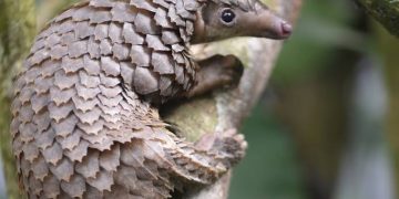 Activists Call for Protection of Pangolins as they risk Extinction