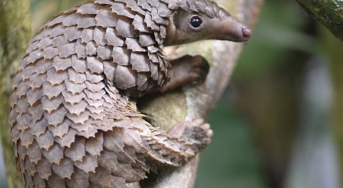 Activists Call for Protection of Pangolins as they risk Extinction