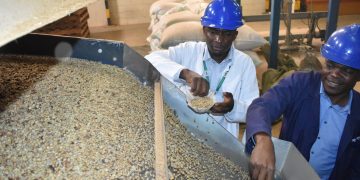 Uganda Fetches $67m in January 2023 Coffee Exports