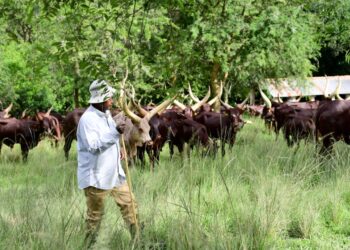 Museveni Vows to Crush Parasites Harassing Wealth Creators and Foreign Investors